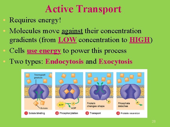 Active Transport • Requires energy! • Molecules move against their concentration gradients (from LOW