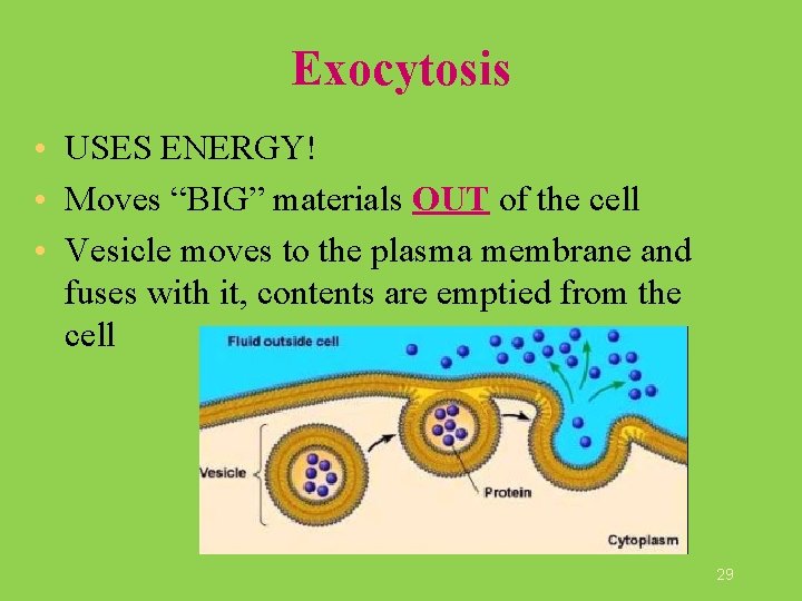 Exocytosis • USES ENERGY! • Moves “BIG” materials OUT of the cell • Vesicle Exocytosis • USES ENERGY! • Moves “BIG” materials OUT of the cell • Vesicle