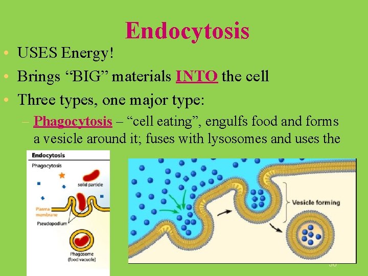 Endocytosis • USES Energy! • Brings “BIG” materials INTO the cell • Three types,