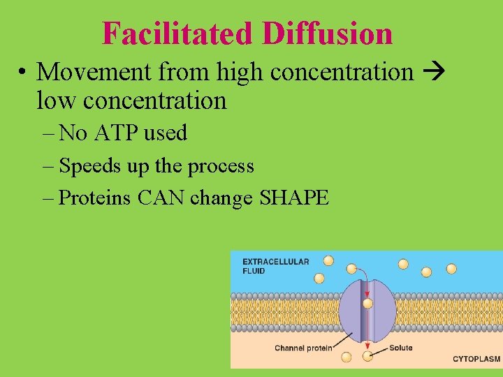 Facilitated Diffusion • Movement from high concentration low concentration – No ATP used – Facilitated Diffusion • Movement from high concentration low concentration – No ATP used –