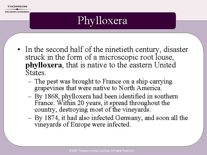 Phylloxera • In the second half of the ninetieth century, disaster struck in the