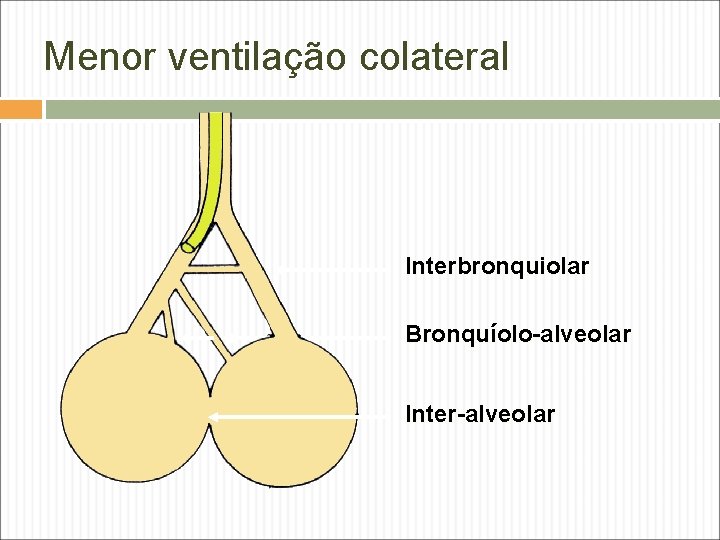 Menor ventilação colateral Interbronquiolar Bronquíolo-alveolar Inter-alveolar 