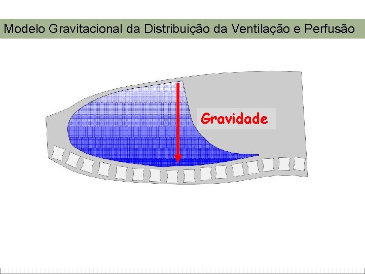 Modelo Gravitacional da Distribuição da Ventilação e Perfusão Gravidade 