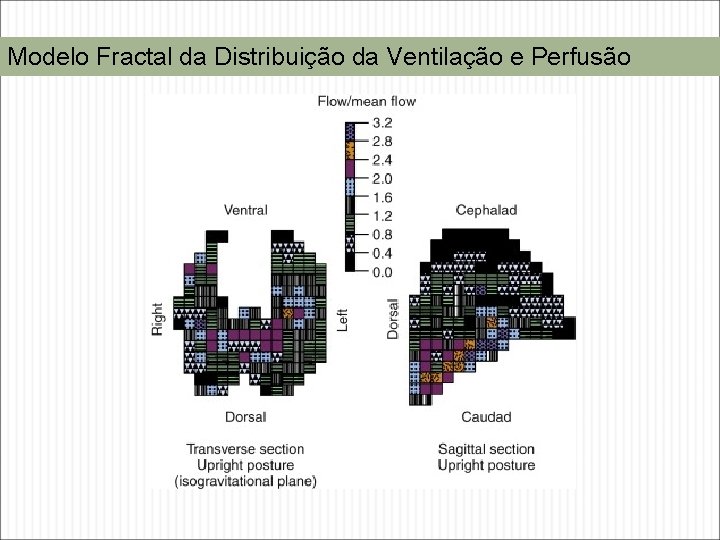 Modelo Fractal da Distribuição da Ventilação e Perfusão Modelo Fractal da Distribuição da Ventilação e Perfusão