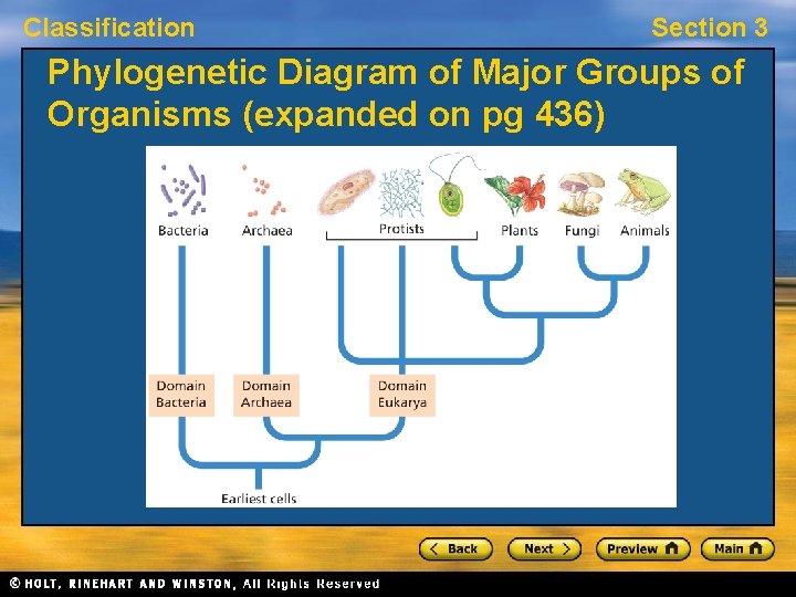 Classification Section 3 Phylogenetic Diagram of Major Groups of Organisms (expanded on pg 436)