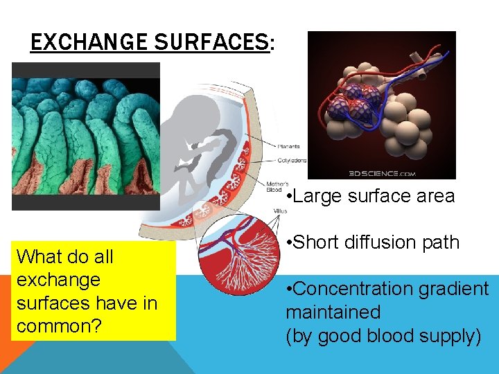 EXCHANGE SURFACES: • Large surface area What do all exchange surfaces have in common? EXCHANGE SURFACES: • Large surface area What do all exchange surfaces have in common?