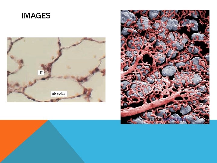 IMAGES IMAGES