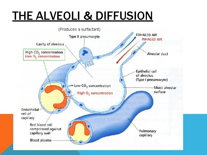THE ALVEOLI & DIFFUSION (Produces a surfactant) THE ALVEOLI & DIFFUSION (Produces a surfactant)