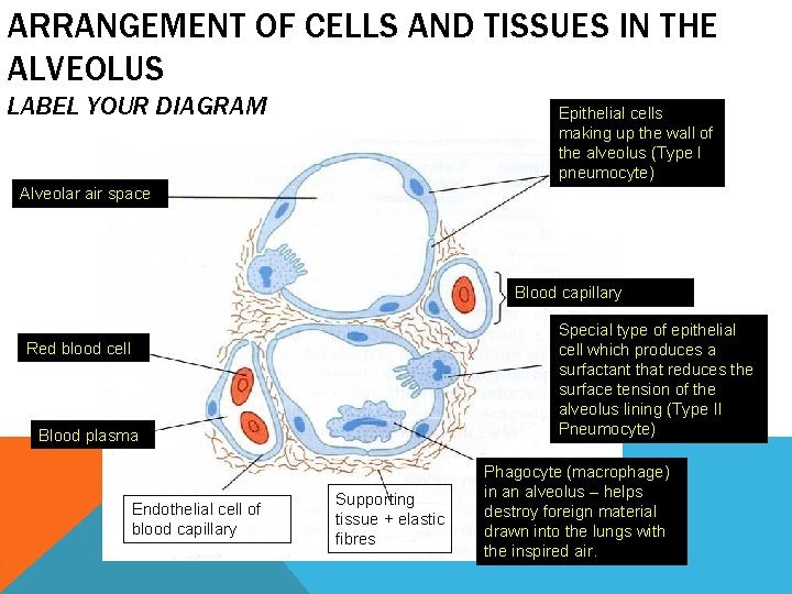 ARRANGEMENT OF CELLS AND TISSUES IN THE ALVEOLUS LABEL YOUR DIAGRAM Epithelial cells making ARRANGEMENT OF CELLS AND TISSUES IN THE ALVEOLUS LABEL YOUR DIAGRAM Epithelial cells making