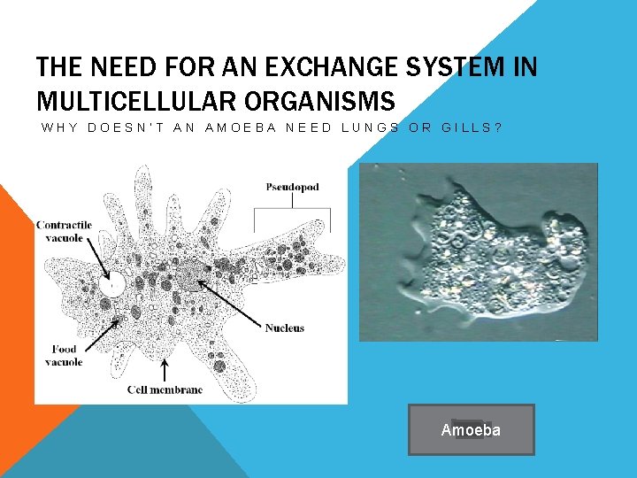 THE NEED FOR AN EXCHANGE SYSTEM IN MULTICELLULAR ORGANISMS WHY DOESN’T AN AMOEBA NEED THE NEED FOR AN EXCHANGE SYSTEM IN MULTICELLULAR ORGANISMS WHY DOESN’T AN AMOEBA NEED