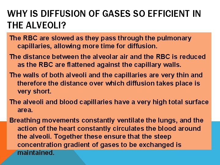 WHY IS DIFFUSION OF GASES SO EFFICIENT IN THE ALVEOLI? The RBC are slowed WHY IS DIFFUSION OF GASES SO EFFICIENT IN THE ALVEOLI? The RBC are slowed