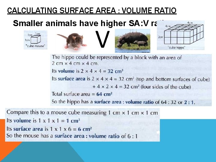 CALCULATING SURFACE AREA : VOLUME RATIO Smaller animals have higher SA: V ratios V CALCULATING SURFACE AREA : VOLUME RATIO Smaller animals have higher SA: V ratios V