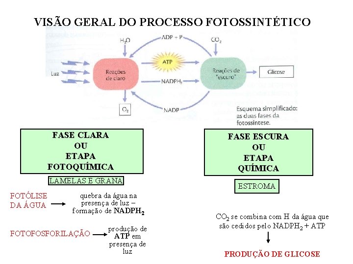 VISÃO GERAL DO PROCESSO FOTOSSINTÉTICO FASE CLARA OU ETAPA FOTOQUÍMICA LAMELAS E GRANA FOTÓLISE