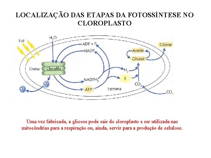 LOCALIZAÇÃO DAS ETAPAS DA FOTOSSÍNTESE NO CLOROPLASTO Uma vez fabricada, a glicose pode sair