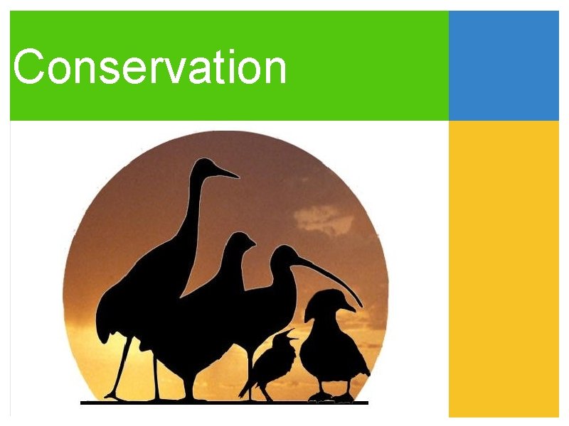 Conservation 