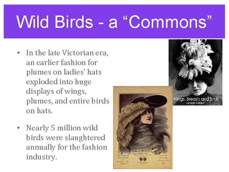 Wild Birds - a “Commons” • In the late Victorian era, an earlier fashion