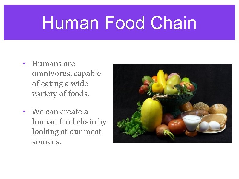 Human Food Chain • Humans are omnivores, capable of eating a wide variety of