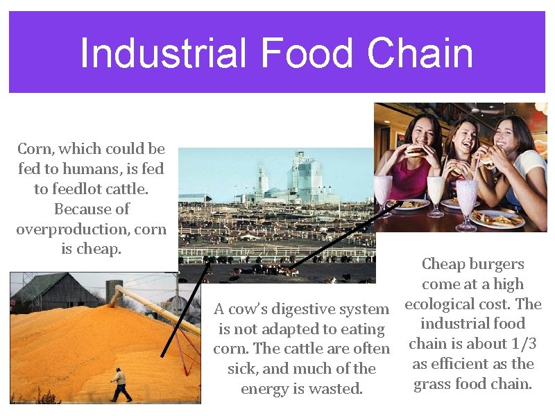 Industrial Food Chain Corn, which could be fed to humans, is fed to feedlot