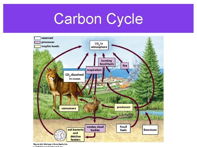 Carbon Cycle 