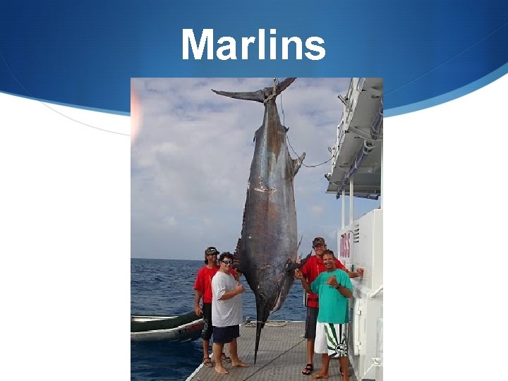 Marlins 