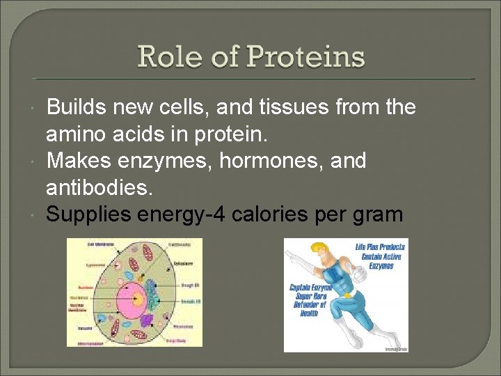  Builds new cells, and tissues from the amino acids in protein. Makes enzymes,