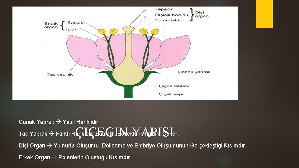 Çanak Yaprak Yeşil Renklidir. ÇIÇEGIN YAPISI Taç Yaprak Farklı Renklere Sahiptir, Böceklerin İlgisini Çeker.