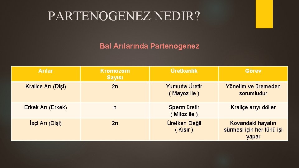 PARTENOGENEZ NEDIR? Bal Arılarında Partenogenez Arılar Üretkenlik Bir Kovandaki. Kromozom Dişi Arılar 2 n,