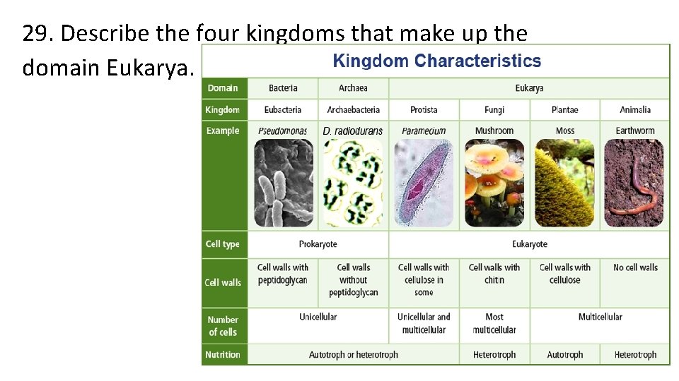 29. Describe the four kingdoms that make up the domain Eukarya. 
