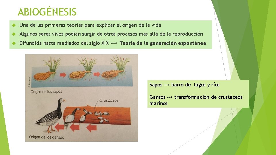 ABIOGÉNESIS Una de las primeras teorías para explicar el origen de la vida Algunos