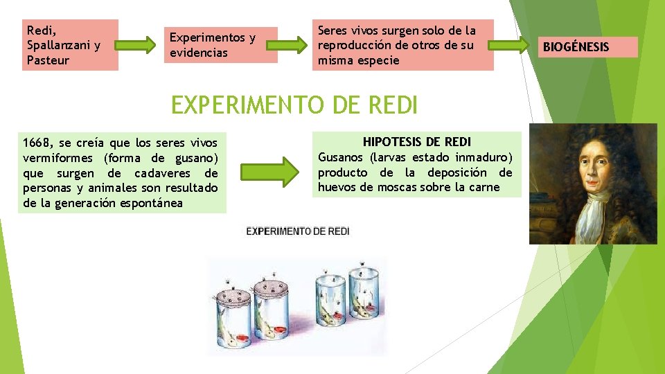 Redi, Spallanzani y Pasteur Experimentos y evidencias Seres vivos surgen solo de la reproducción