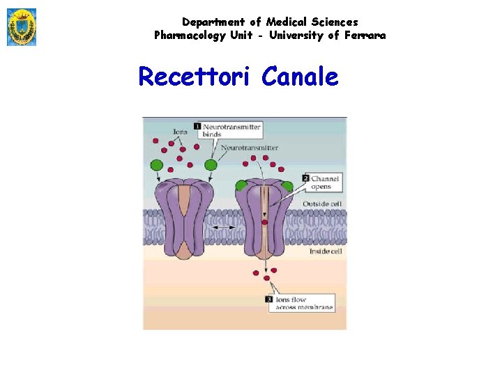 Department of Medical Sciences Pharmacology Unit - University of Ferrara Recettori Canale 