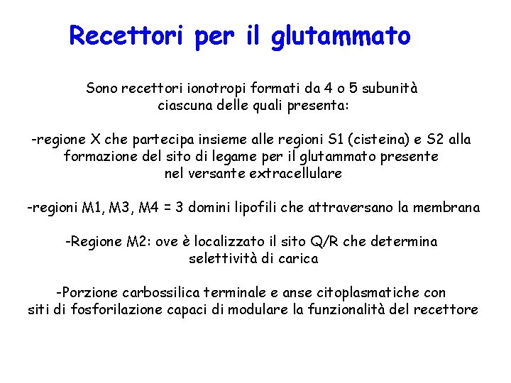 Recettori per il glutammato Sono recettori ionotropi formati da 4 o 5 subunità ciascuna