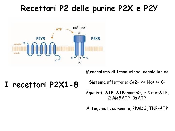 Recettori P 2 delle purine P 2 X e P 2 Y Meccanismo di