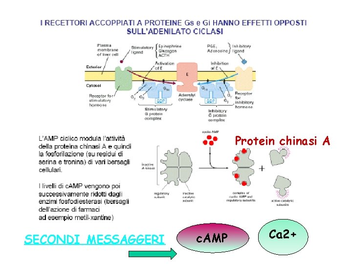 Protein chinasi A SECONDI MESSAGGERI c. AMP 