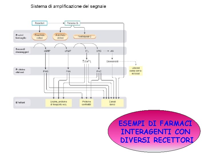 ESEMPI DI FARMACI INTERAGENTI CON DIVERSI RECETTORI 