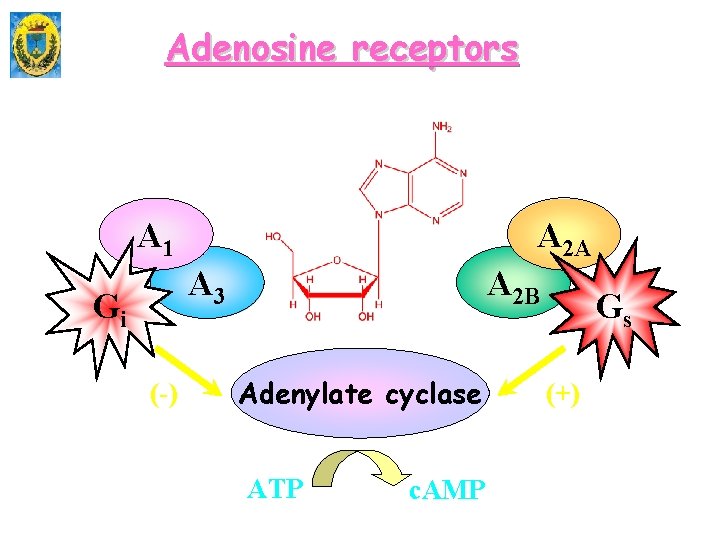 Adenosine receptors A 2 A A 1 A 2 B A 3 Gi (-)