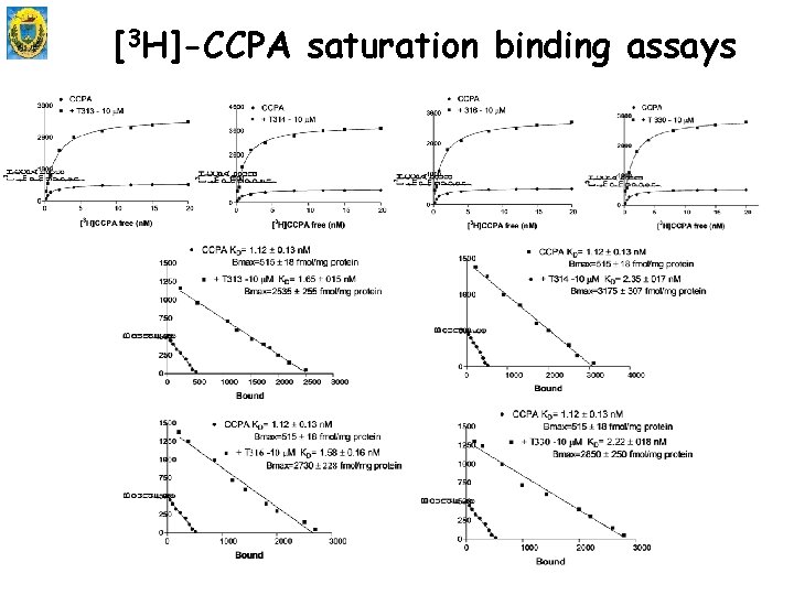 [3 H]-CCPA saturation binding assays 