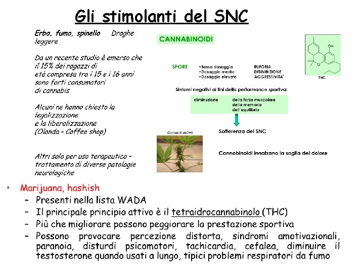 Gli stimolanti del SNC 