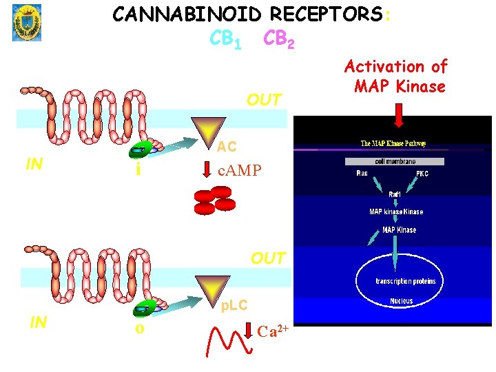 CANNABINOID RECEPTORS: CB 1 CB 2 OUT IN AC G bg i c. AMP