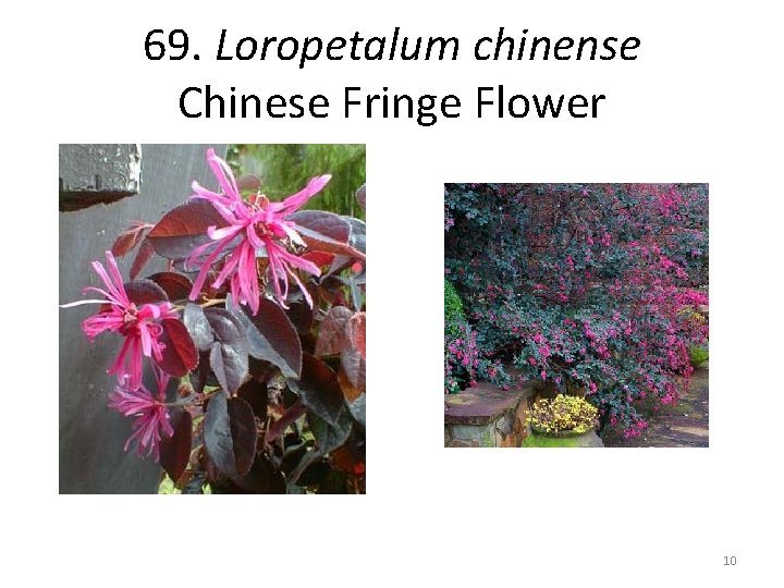 69. Loropetalum chinense Chinese Fringe Flower 10 