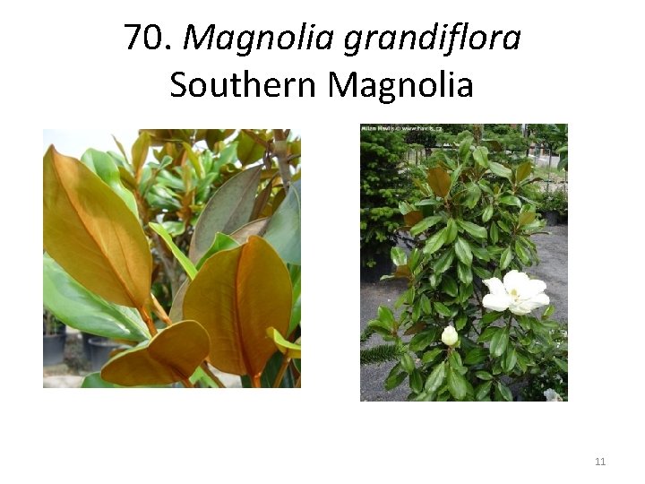 70. Magnolia grandiflora Southern Magnolia 11 