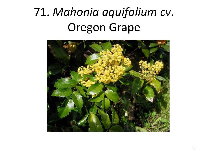 71. Mahonia aquifolium cv. Oregon Grape 12 