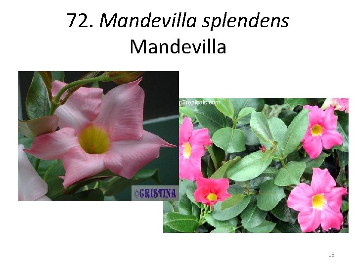 72. Mandevilla splendens Mandevilla 13 