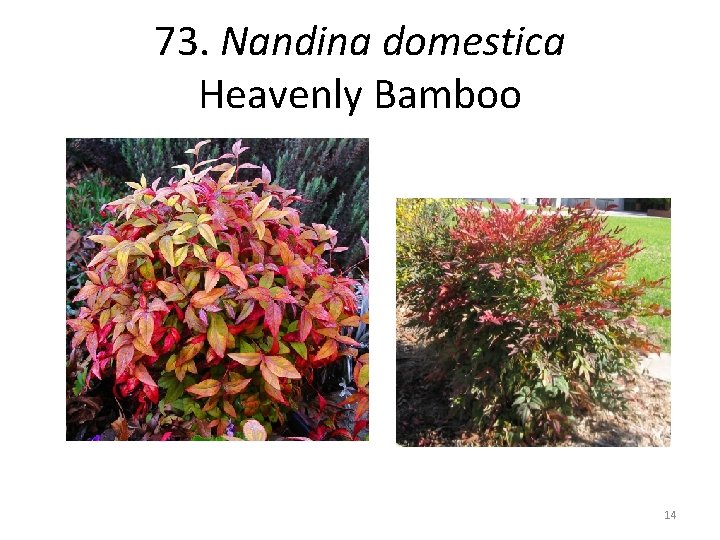 73. Nandina domestica Heavenly Bamboo 14 