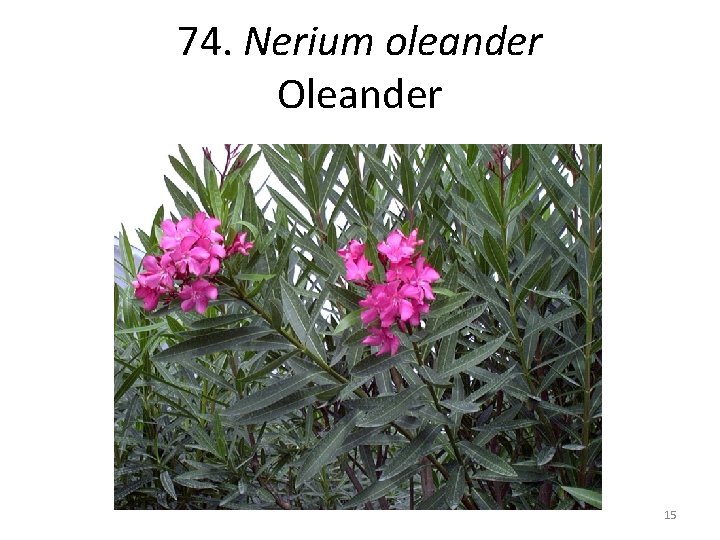 74. Nerium oleander Oleander 15 