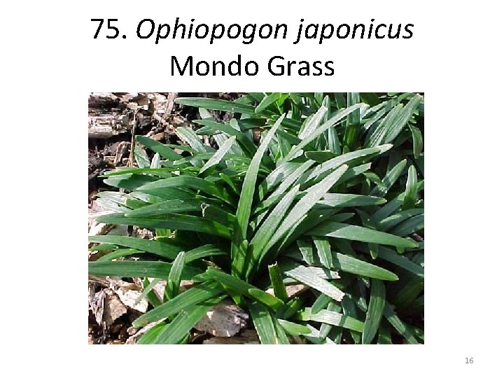 75. Ophiopogon japonicus Mondo Grass 16 