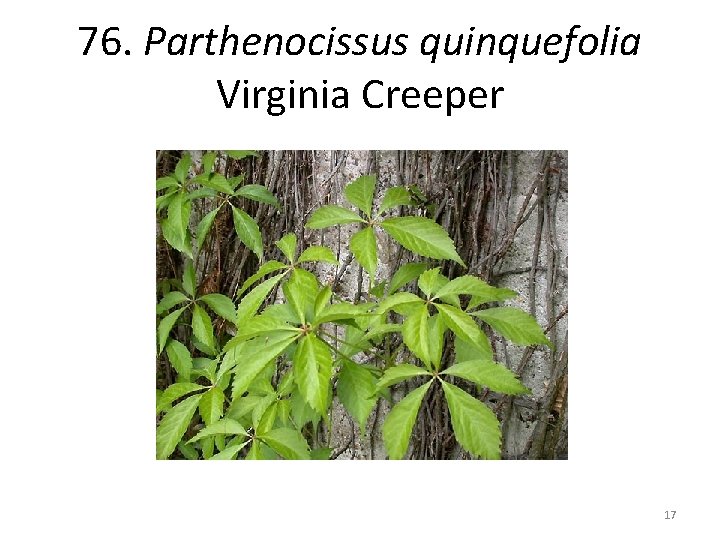 76. Parthenocissus quinquefolia Virginia Creeper 17 