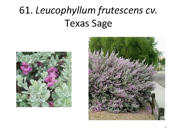 61. Leucophyllum frutescens cv. Texas Sage 2 