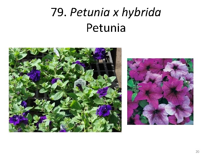 79. Petunia x hybrida Petunia 20 