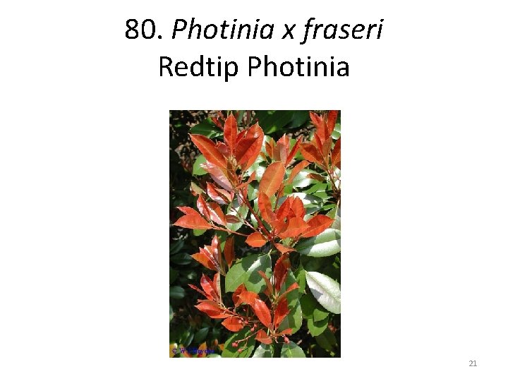 80. Photinia x fraseri Redtip Photinia 21 